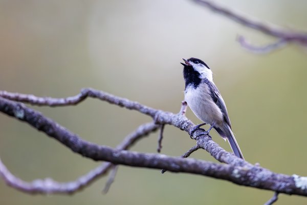 Black-capped Chickadee