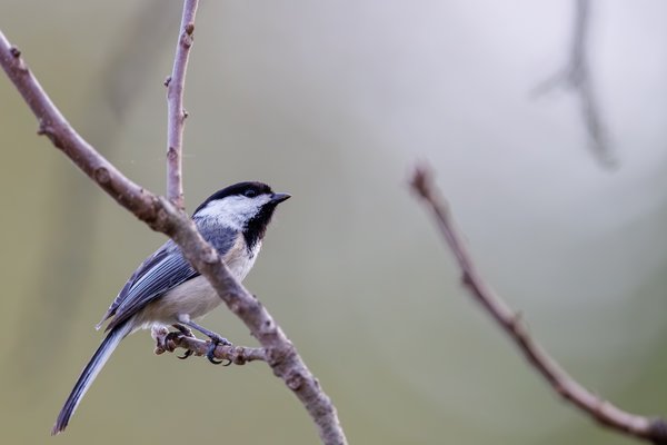 Black-capped Chickadee