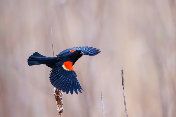 Red-winged Blackbird
