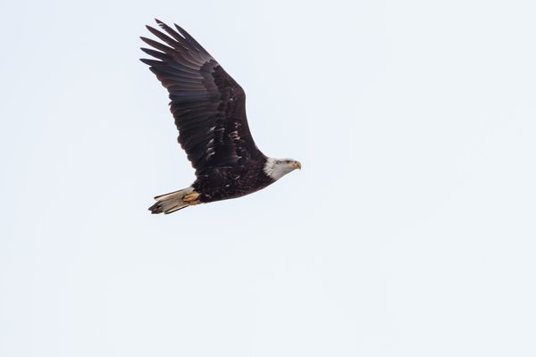 Bald Eagle