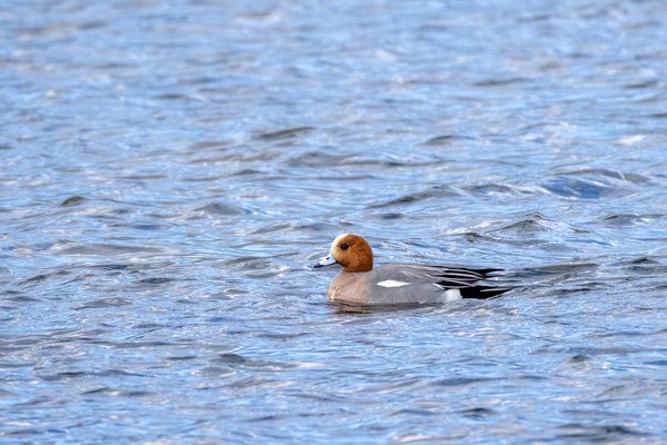 Eurasian Wigeon