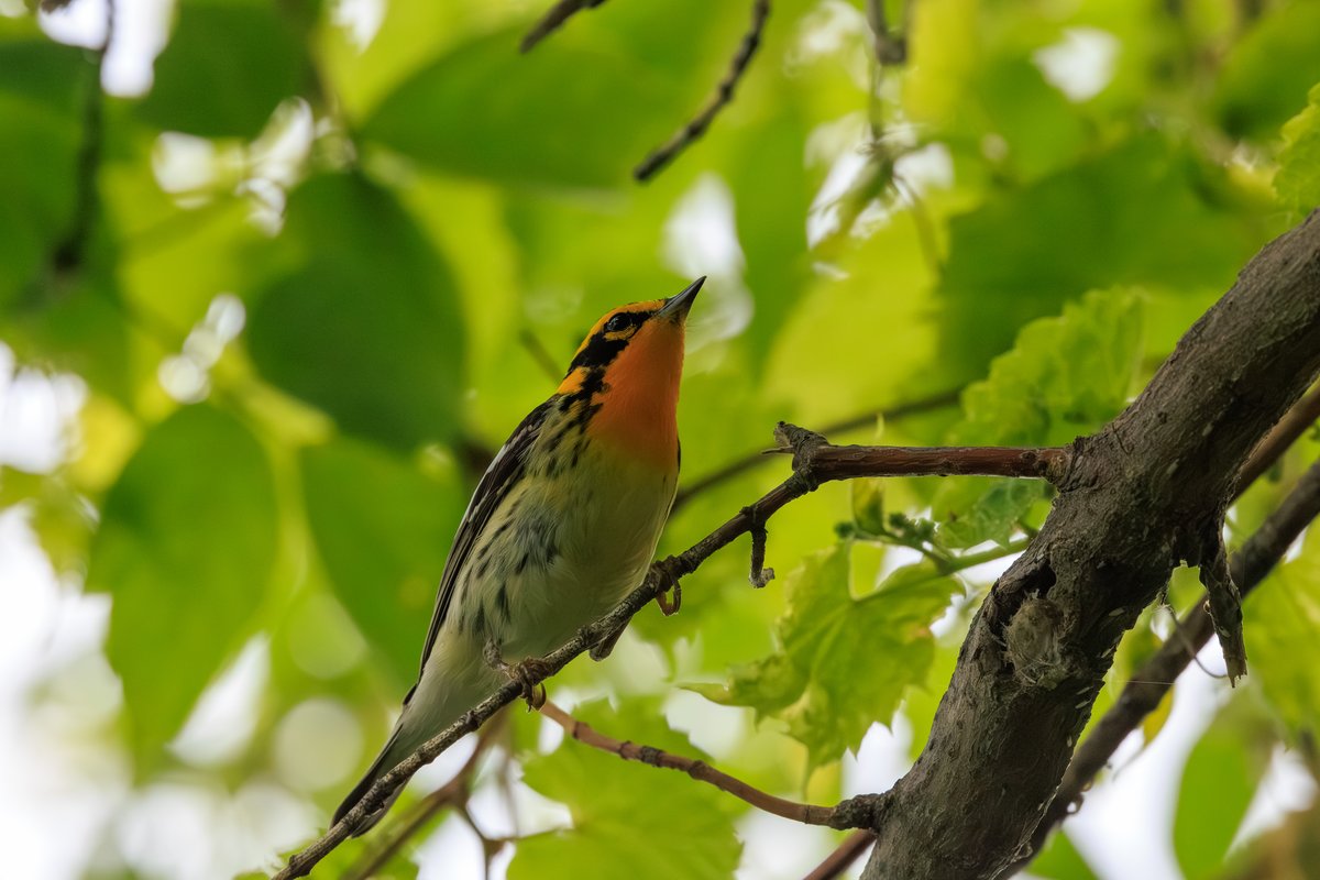 Blackburnian Warbler