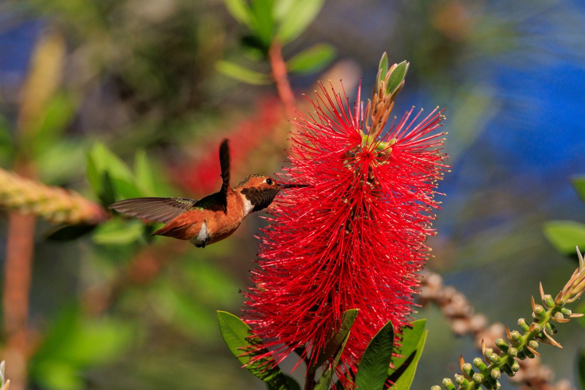 Allen's Hummingbird