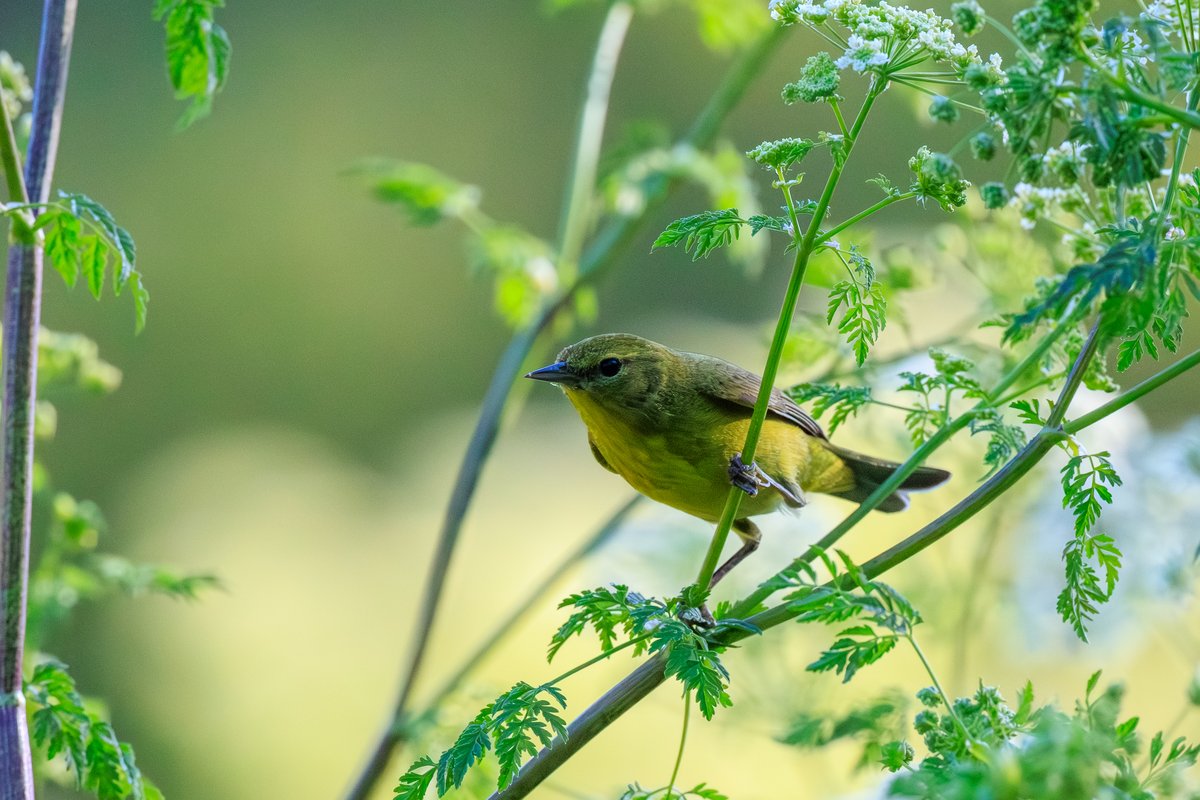 Orange-crowned Warbler