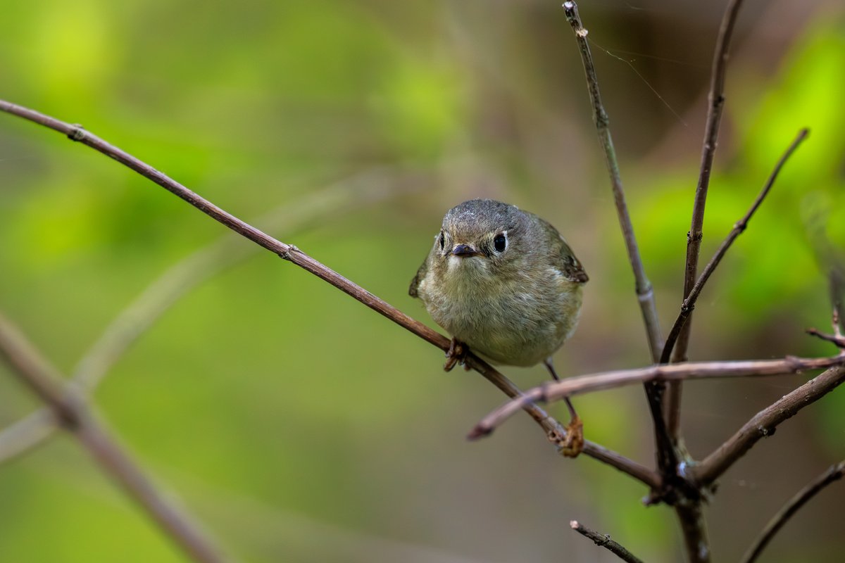 Ruby-crowned Kinglet