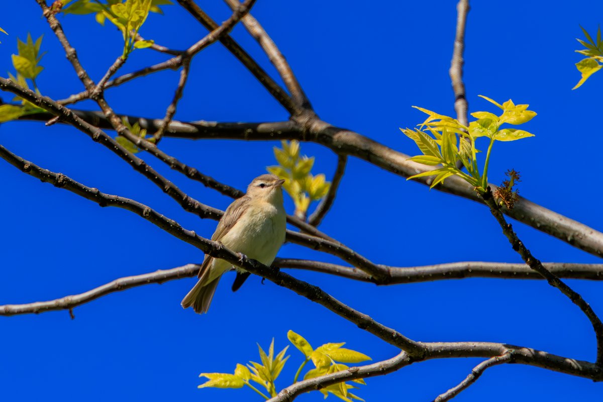 Red-eyed Vireo