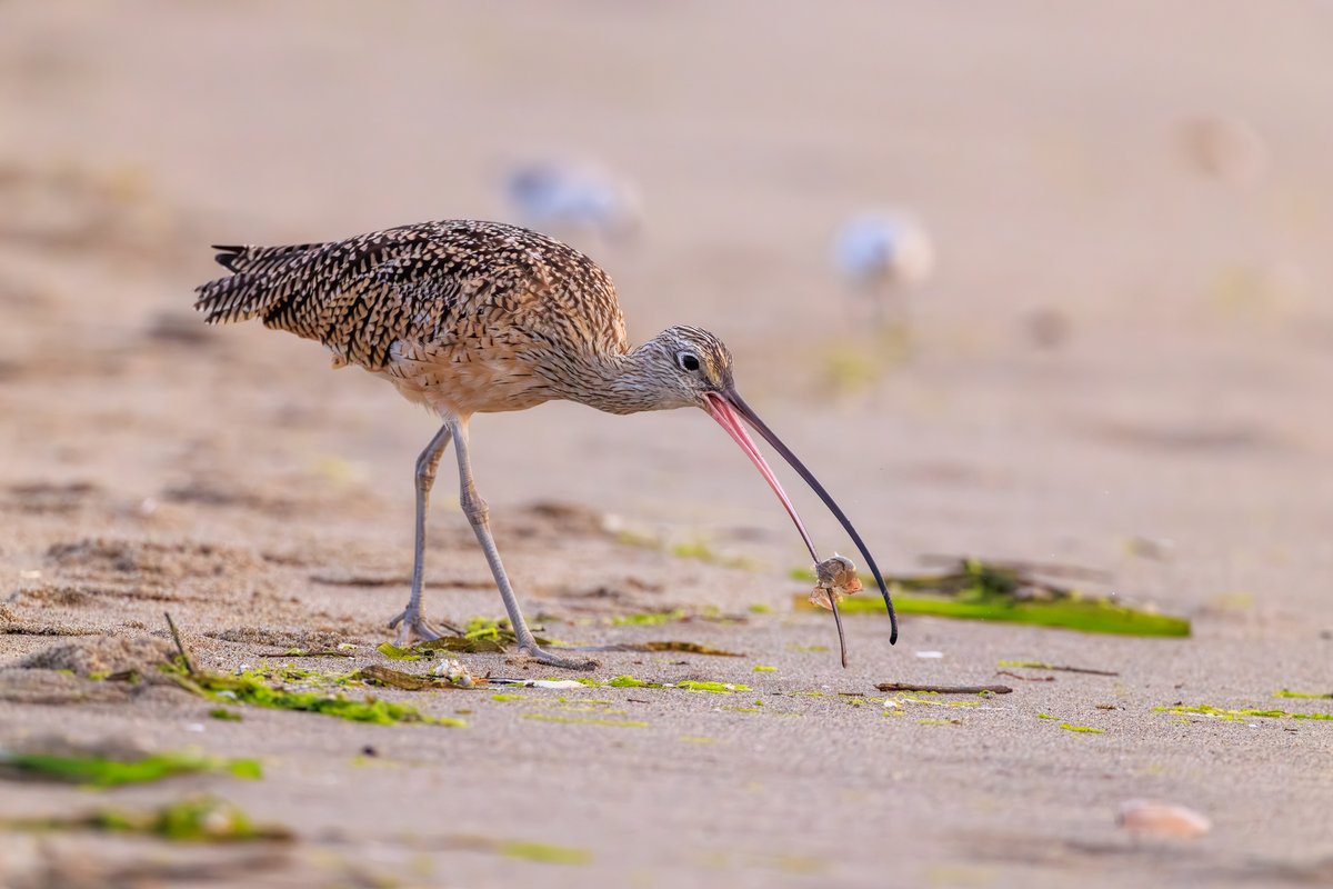 Long-billed Curlew