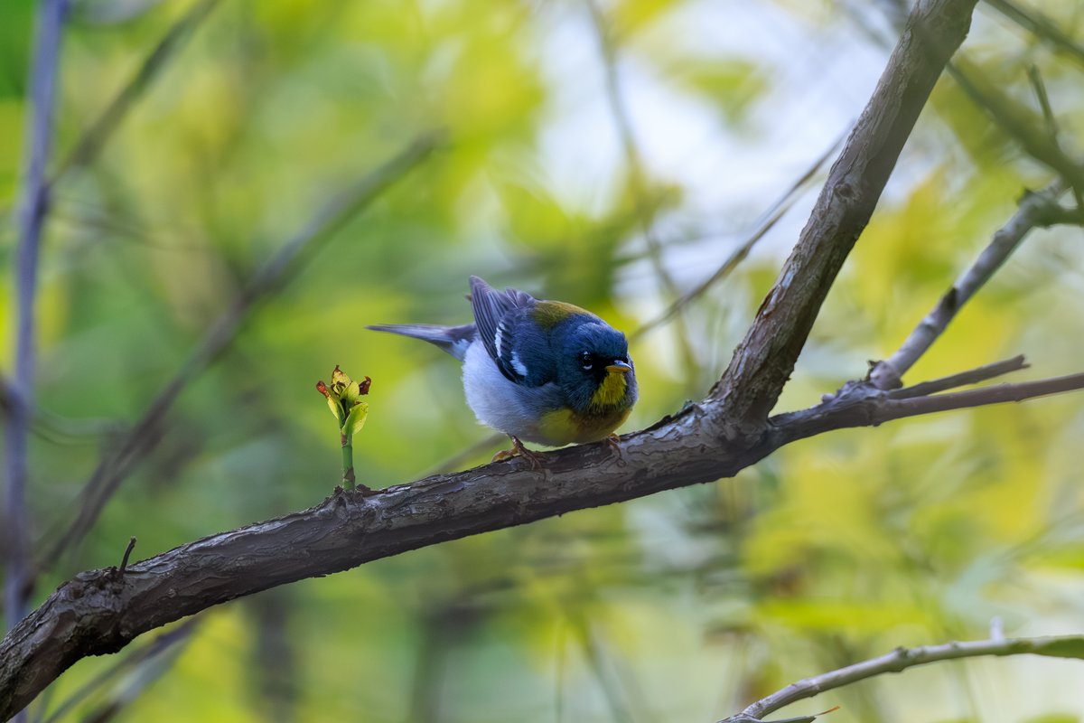 Northern Parula