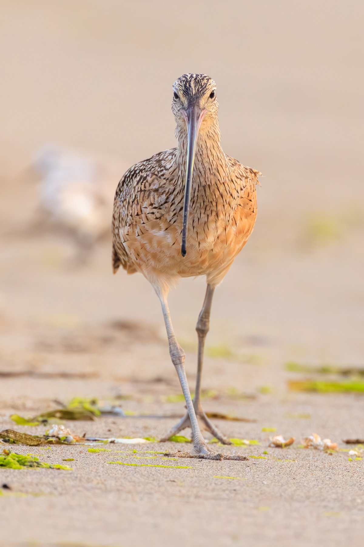 Long-billed Curlew