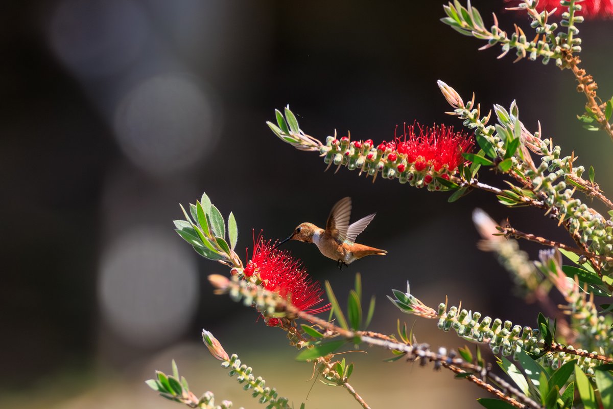 Allen's Hummingbird