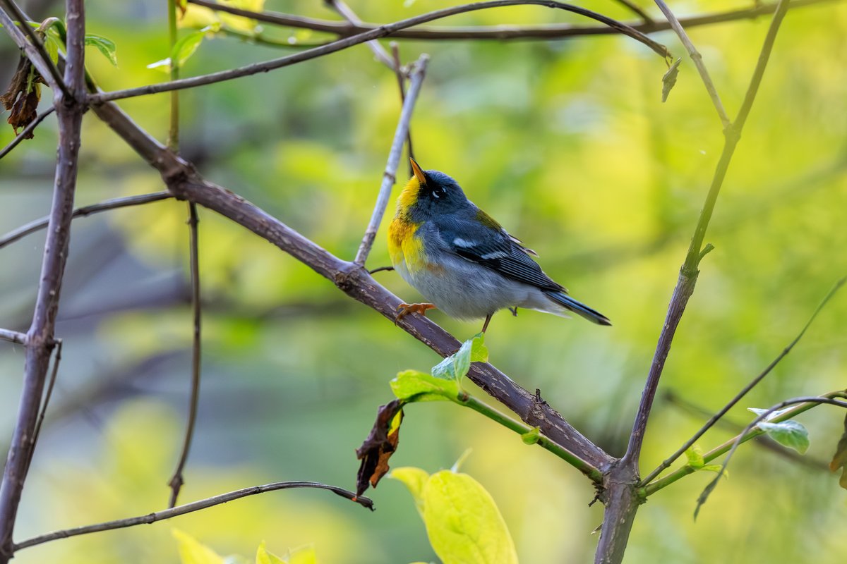 Northern Parula