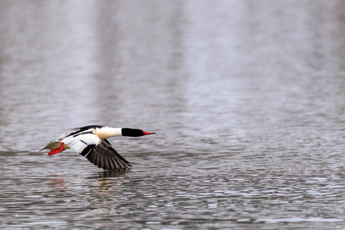 Common Merganser