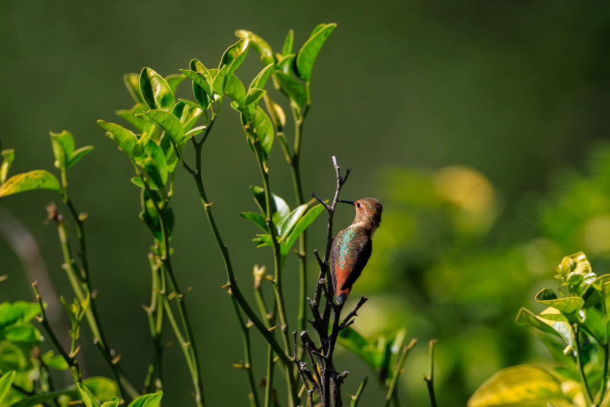 Allen's Hummingbird