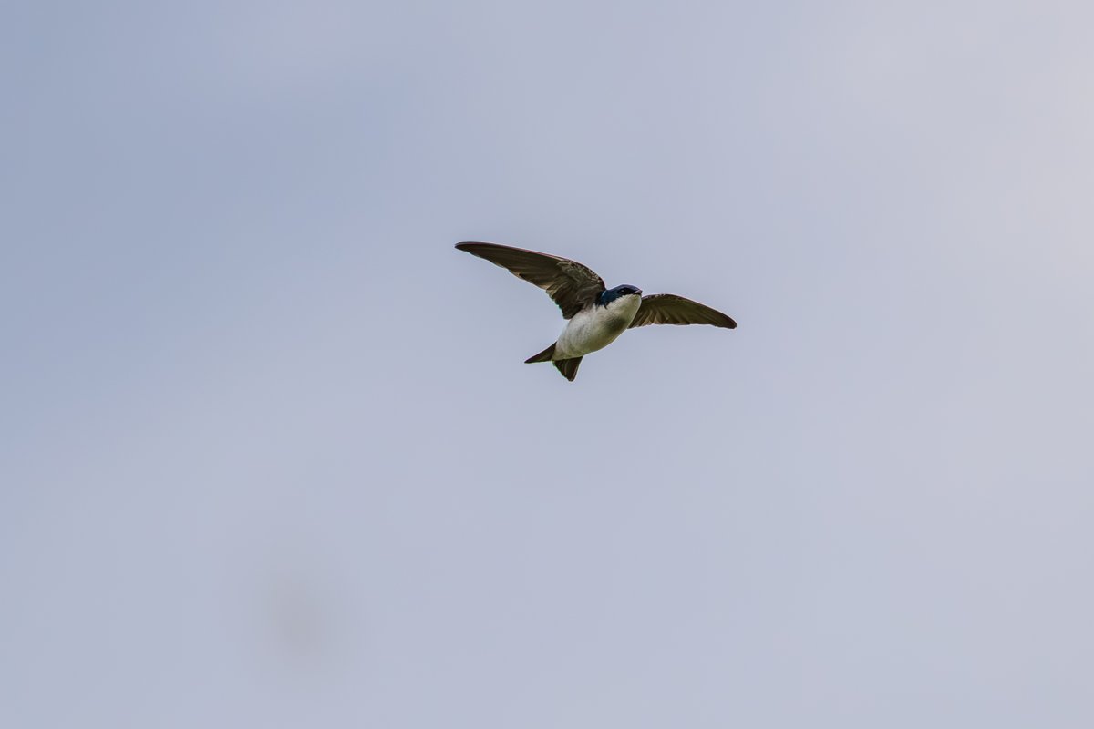 Tree Swallow