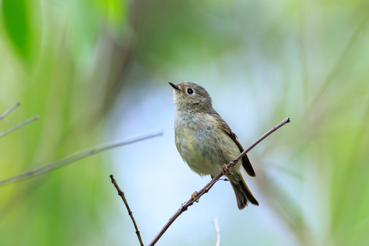 Ruby-crowned Kinglet