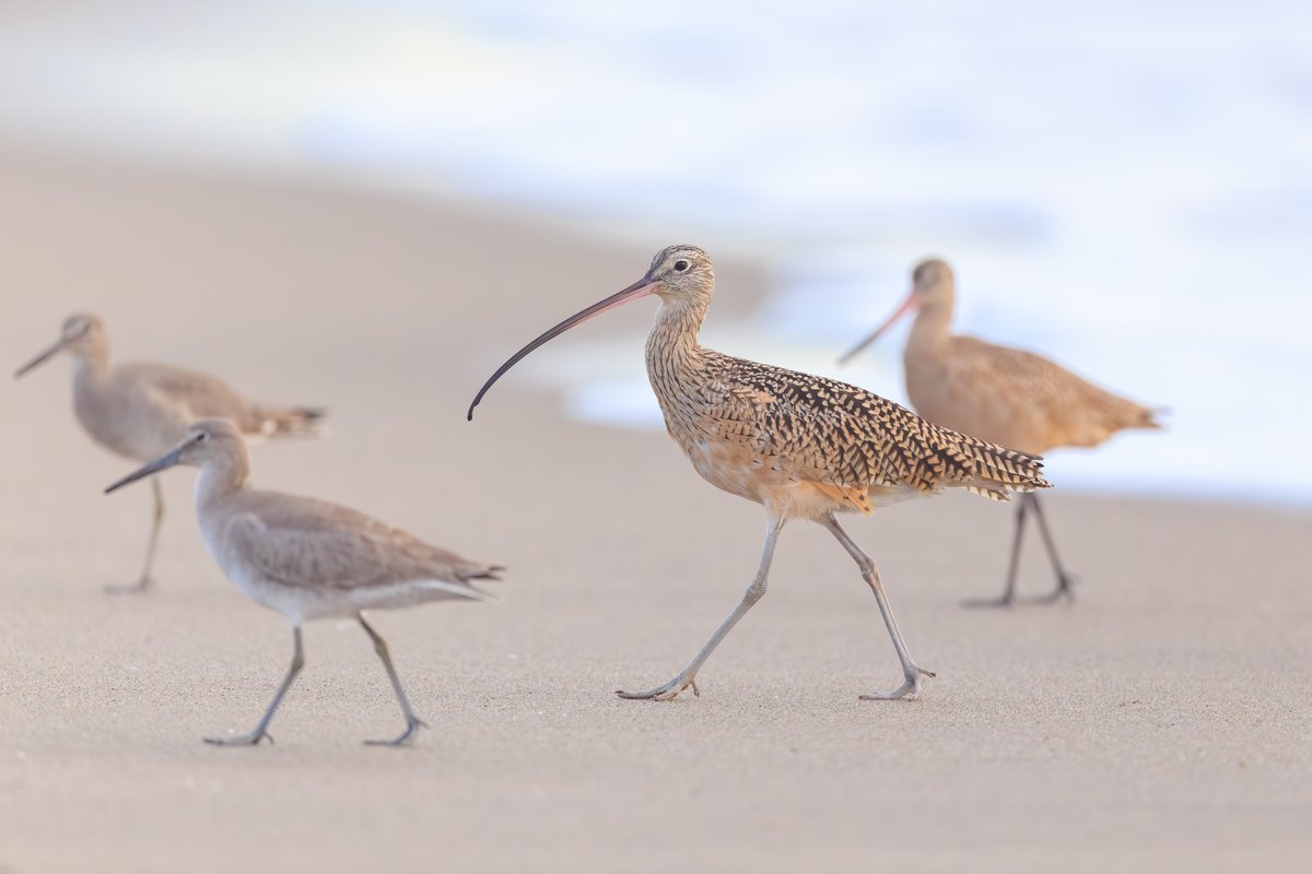 Long-billed Curlew