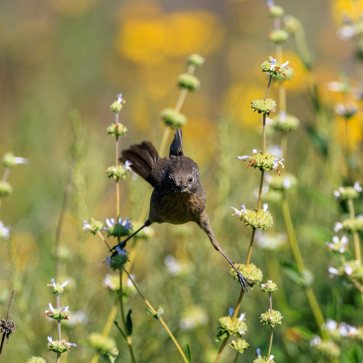 Wrentit