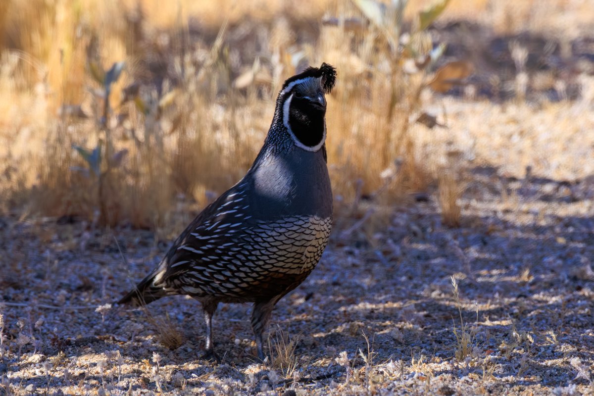California Quail