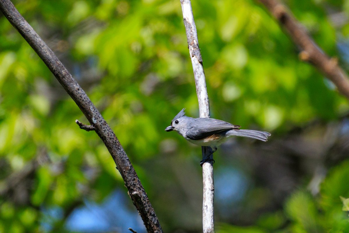 Tufted Titmouse