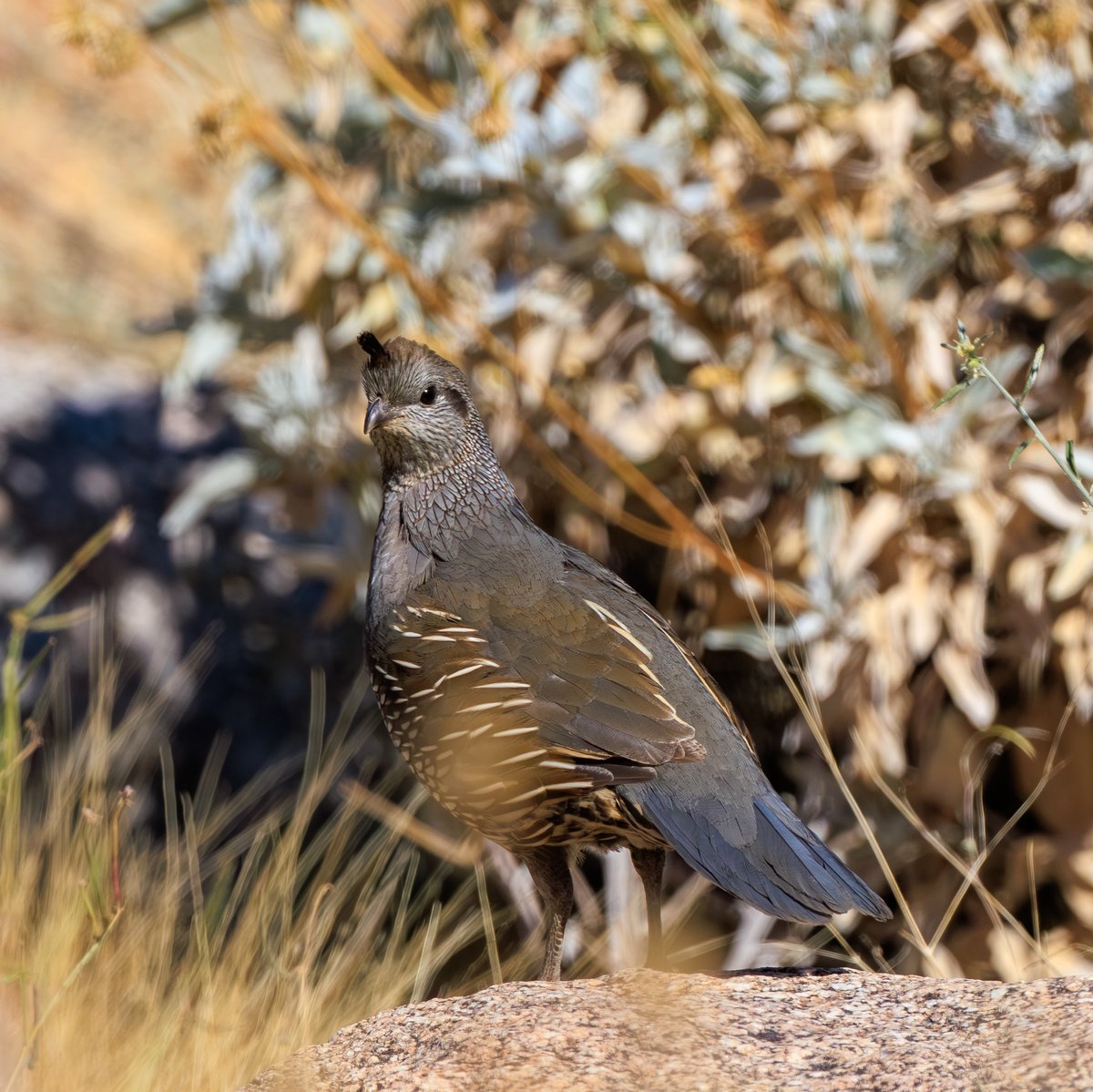 California Quail