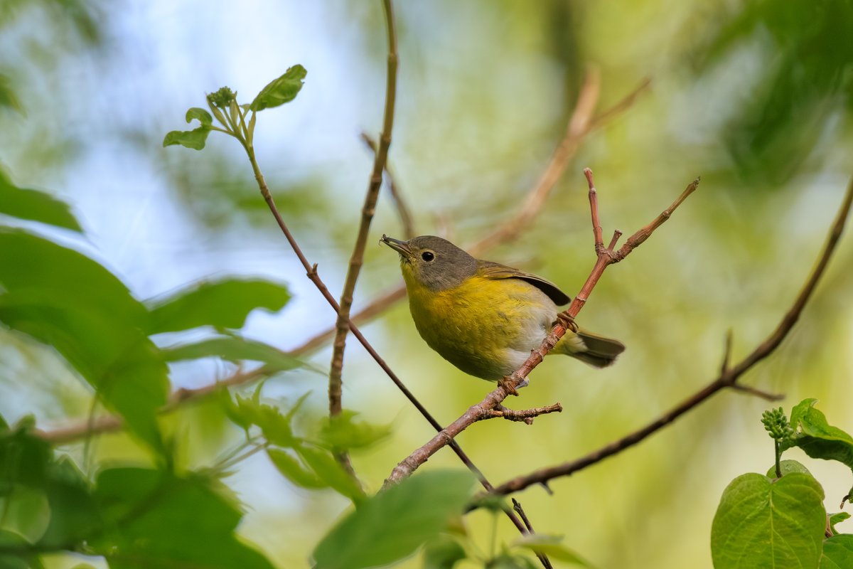 Nashville Warbler
