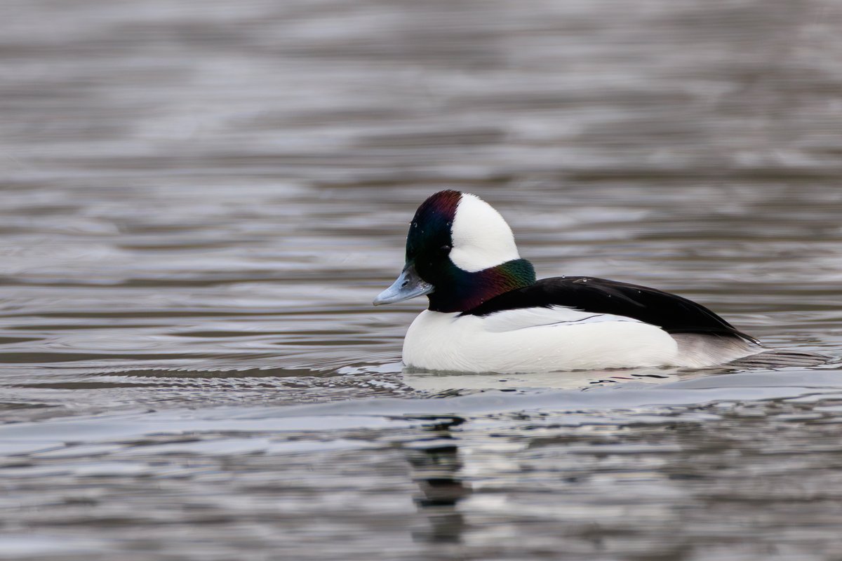 Bufflehead