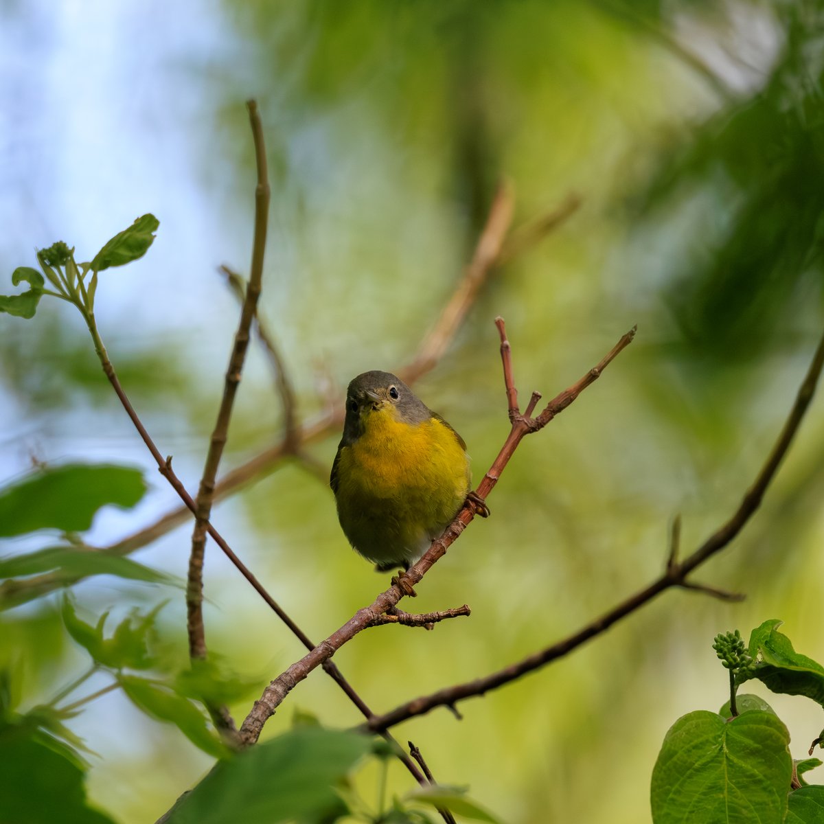 Nashville Warbler