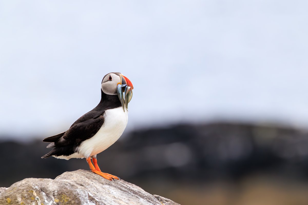 Atlantic Puffin