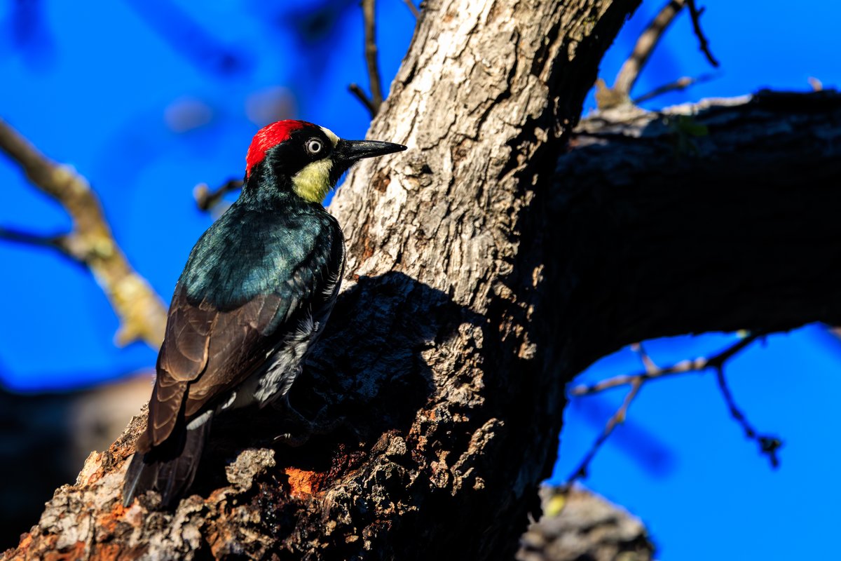 Acorn Woodpecker