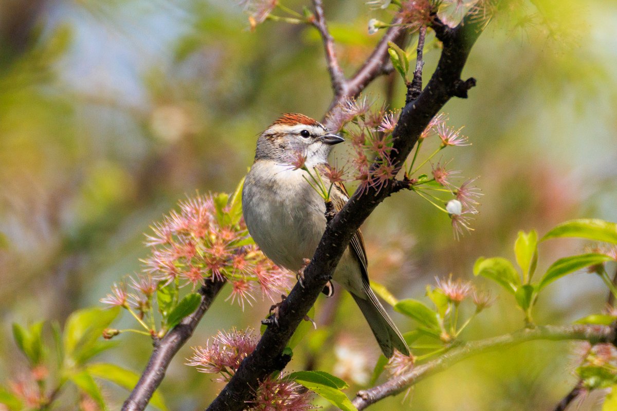 Chipping Sparrow