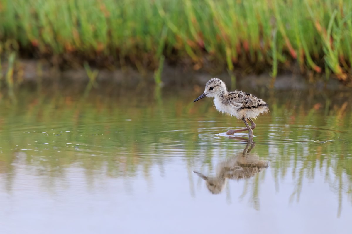 Black-necked Stilt