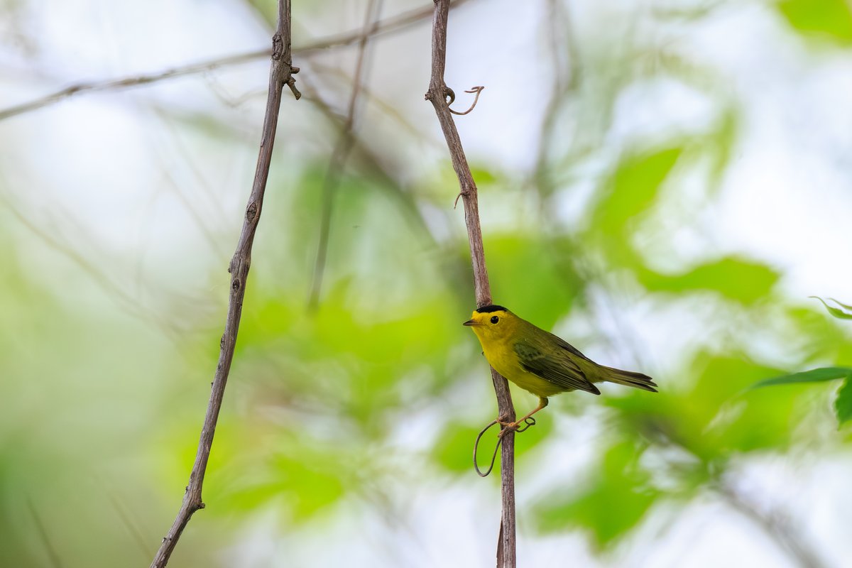 Wilson's Warbler