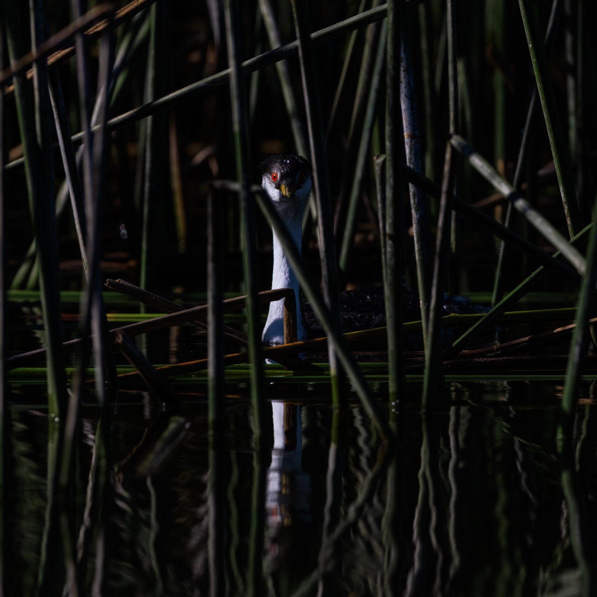Western Grebe