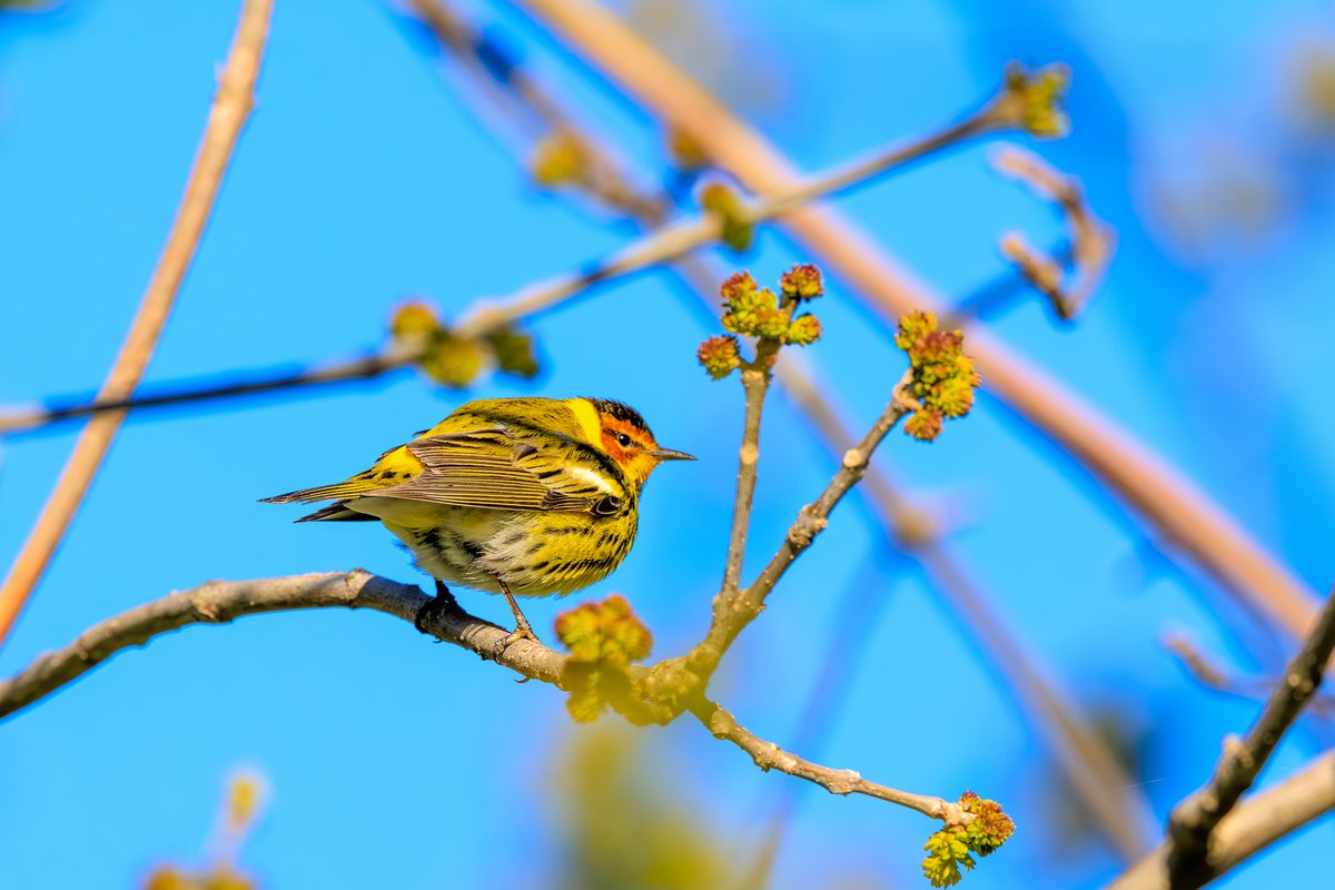 Blackburnian Warbler