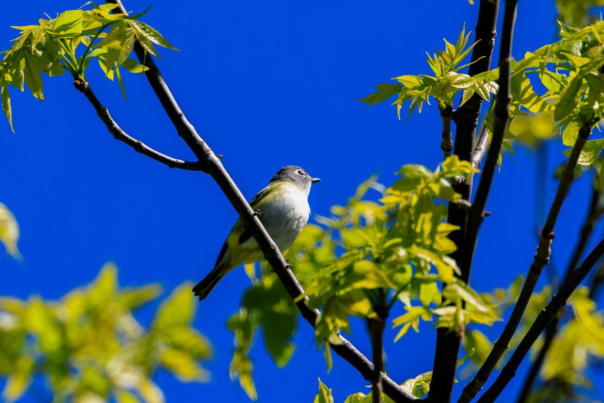 Blue-headed Vireo