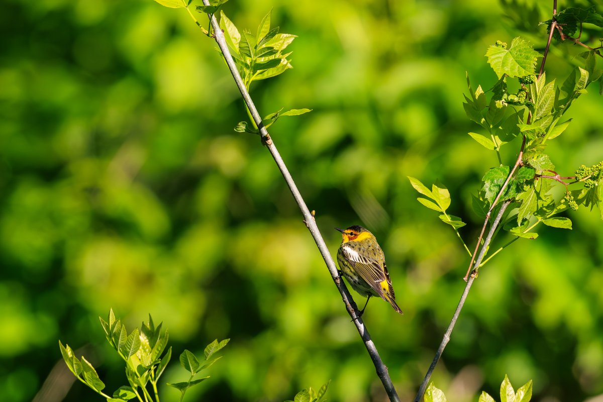 Blackburnian Warbler