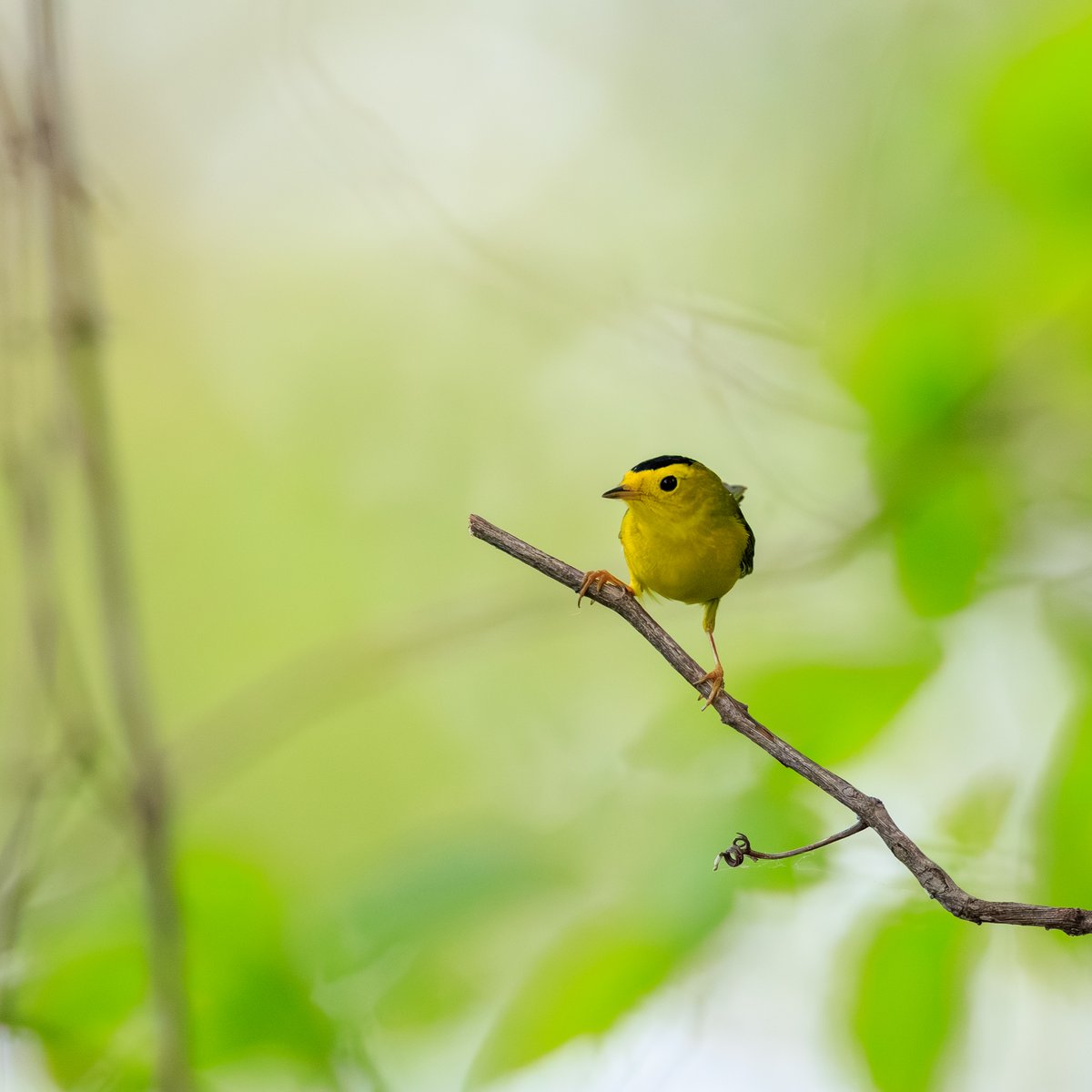 Wilson's Warbler