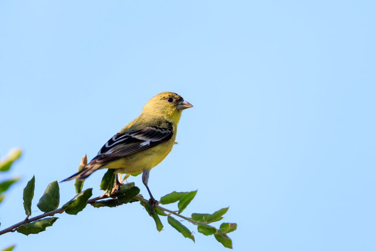 Lesser Goldfinch