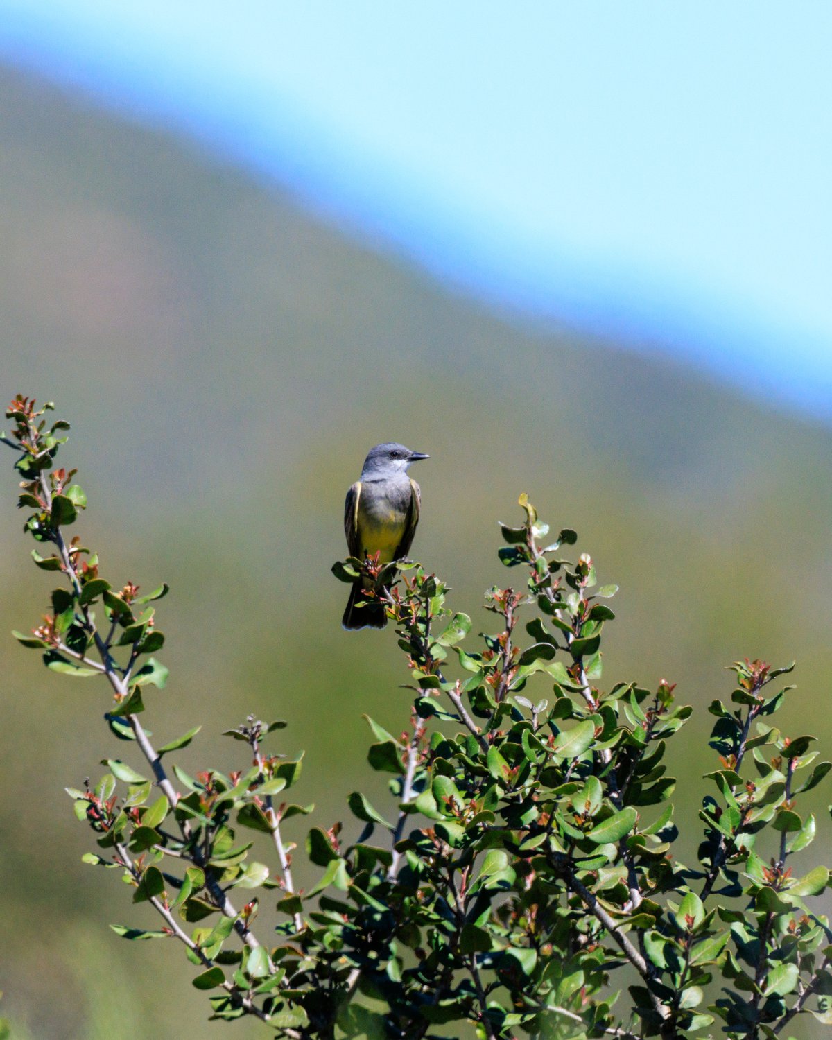 Cassin's Kingbird