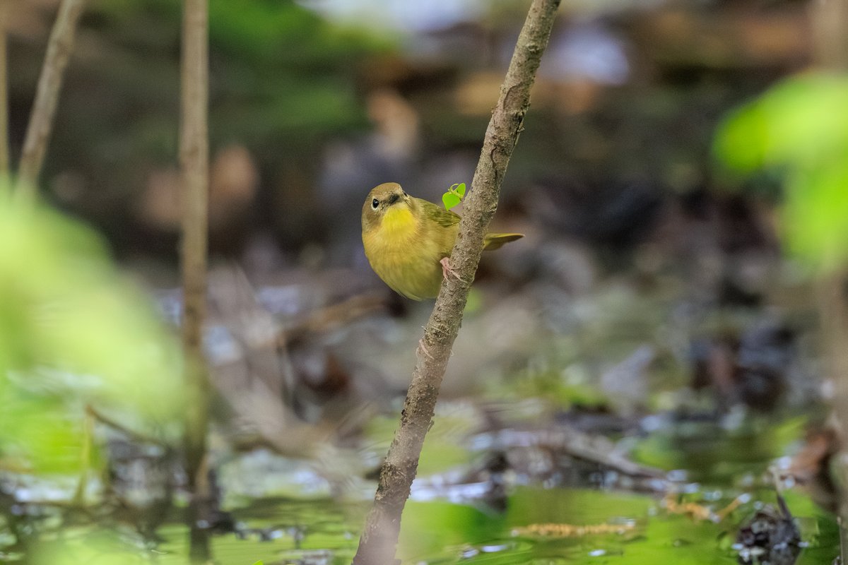 Common Yellowthroat