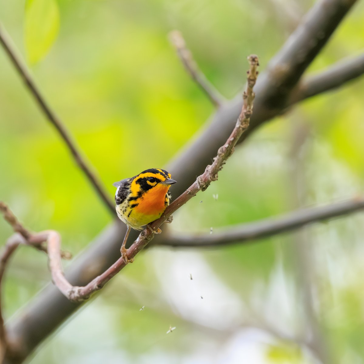 Blackburnian Warbler
