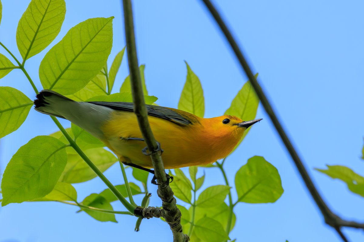 Prothonotary Warbler