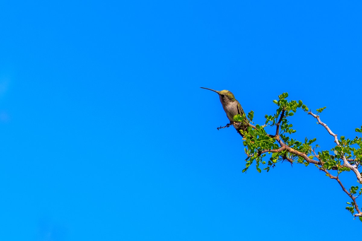 Anna's Hummingbird