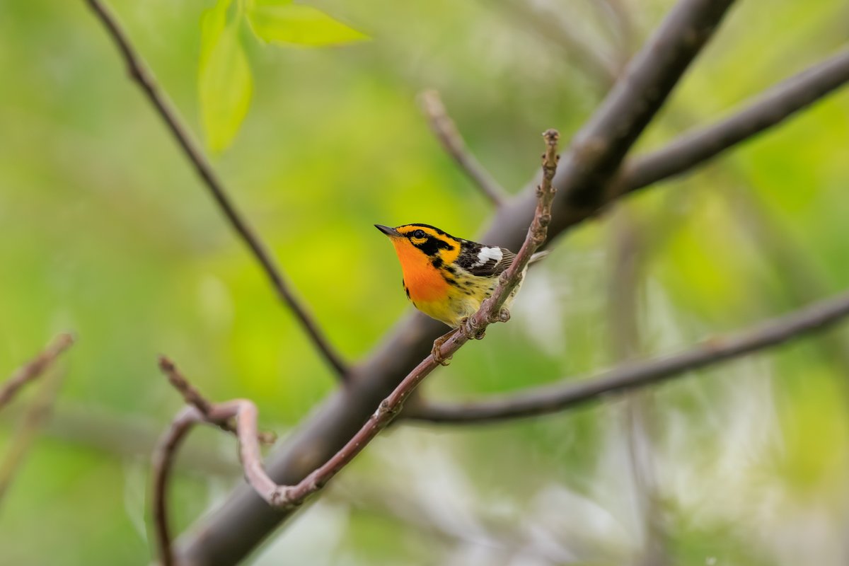 Blackburnian Warbler