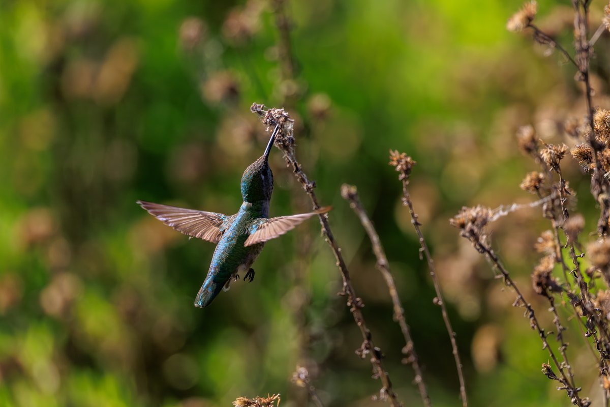 Anna's Hummingbird