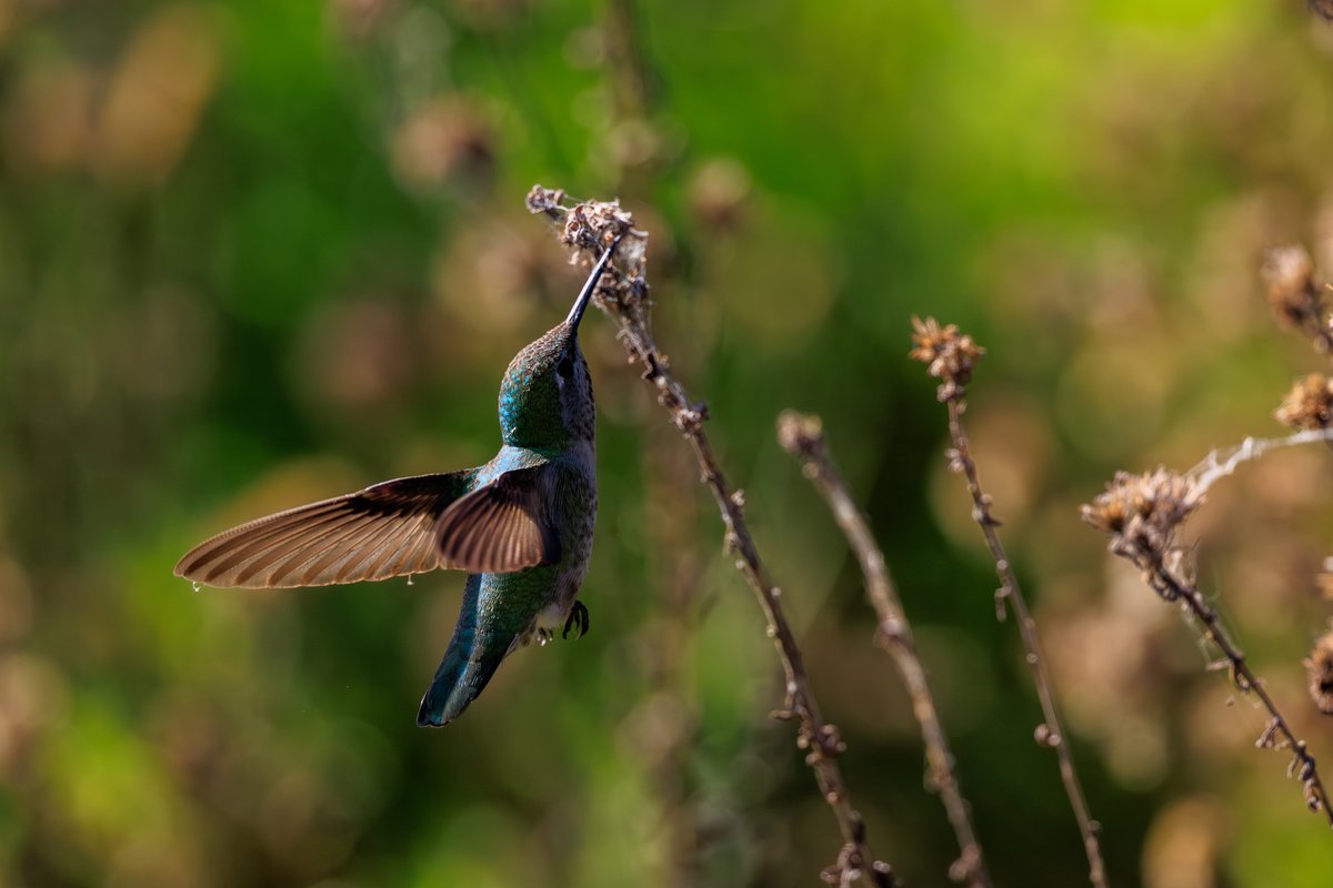 Anna's Hummingbird