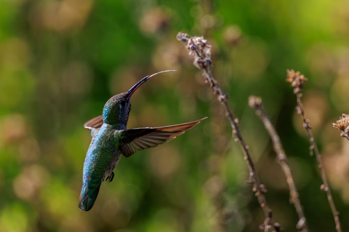 Anna's Hummingbird