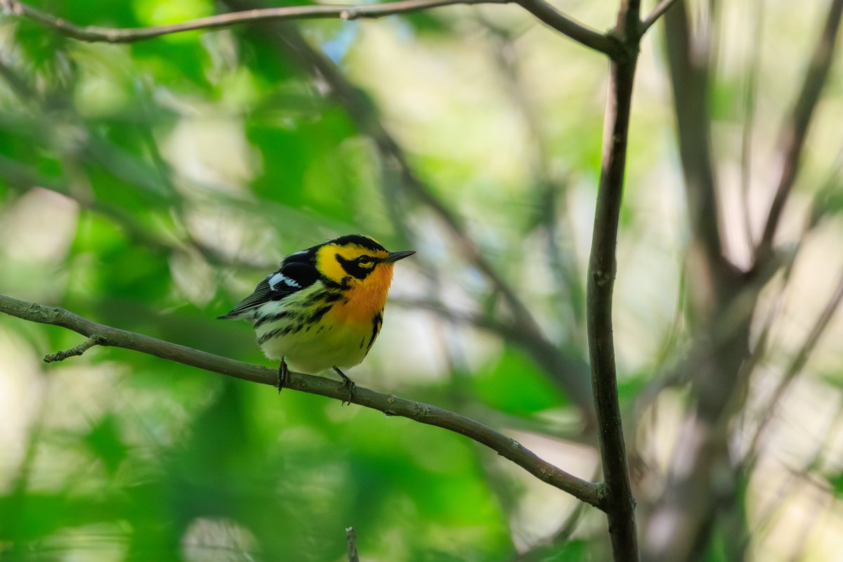 Blackburnian Warbler