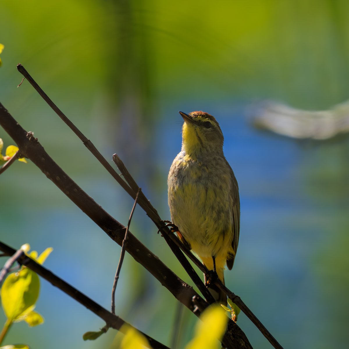 Palm Warbler