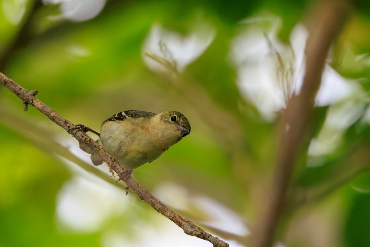 Chestnut-sided Warbler